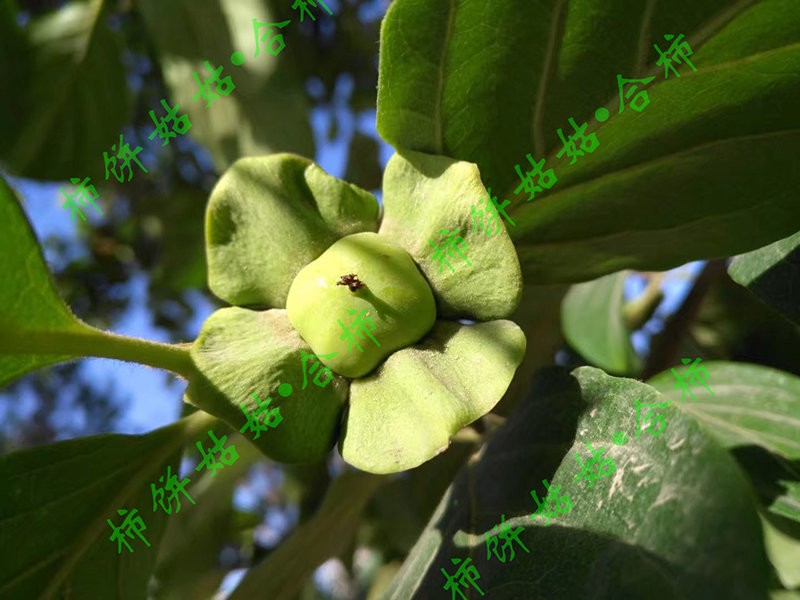 柿子花刚落_副本