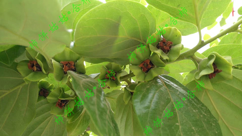 一排排的小柿子_副本